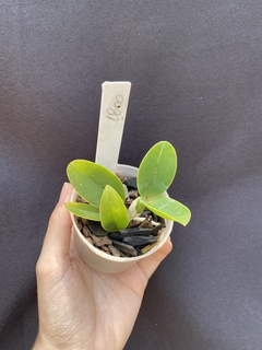 Cattleya Nobilior cobiçada x Cn. lori x (Cn. amaliae) na internet