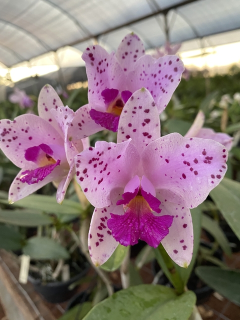 Cattleya amethystoglossa "tipo" pré adulta