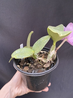 Imagem do Orquídea Cattleya Nobilior fatal attraction x Cn. Amaliae (2)