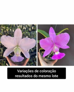 Cw. equilíbrio x Cw. top coerulea x Cw. xisto redonda