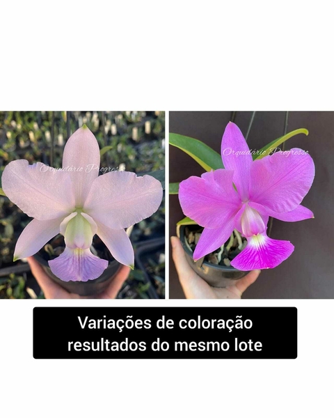 Cw. equilíbrio x Cw. top coerulea x Cw. xisto redonda