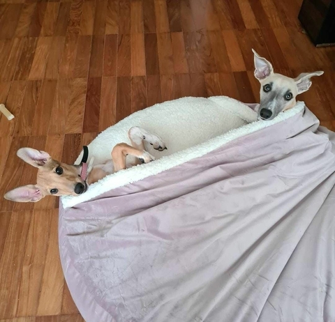 Cama Cave TAMANHO PERSONALIZADO