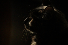 Banner de la categoría Gato