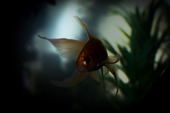 Banner de la categoría Peces