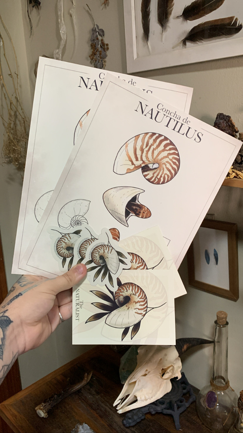 Print NAUTILUS A4