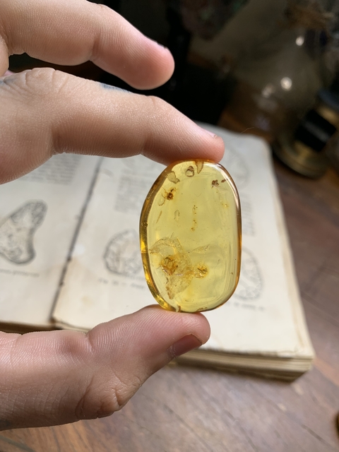Âmbar Copal Polido com insetos 7.7 g - Colômbia REF119