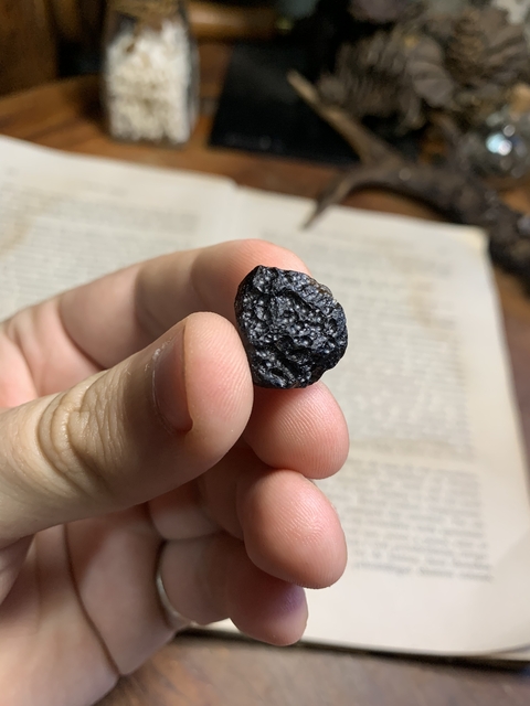 Tectito Vietnamito - REF 008