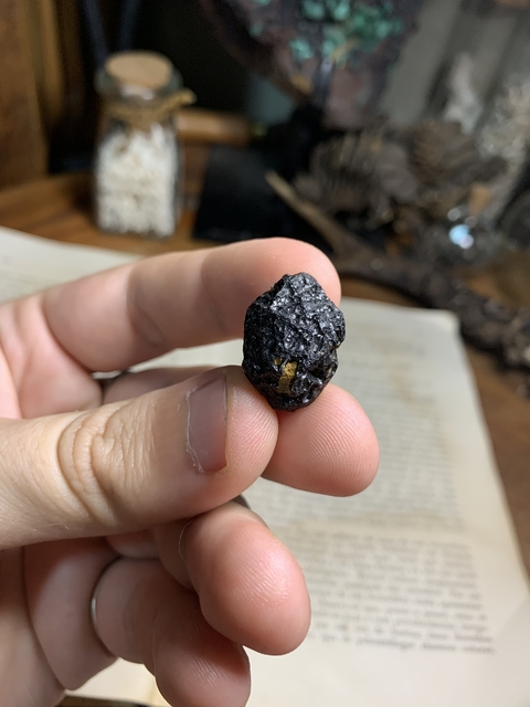 Tectito Vietnamito - REF 017