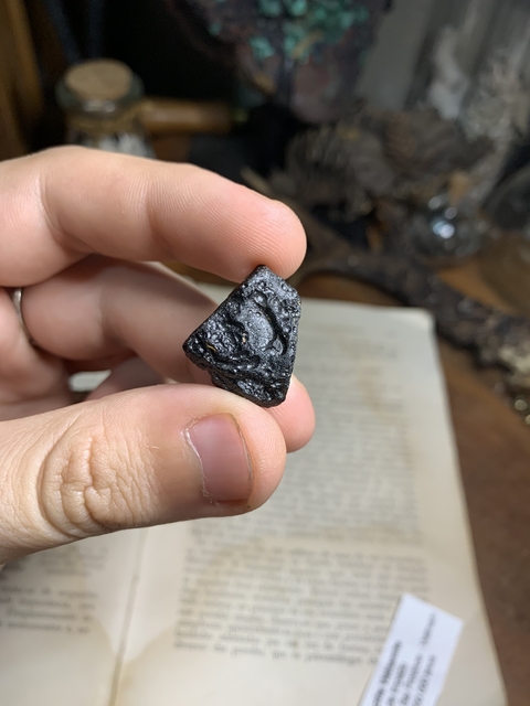 Tectito Vietnamito - REF 011