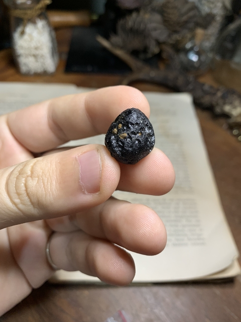 Tectito Vietnamito - REF 018