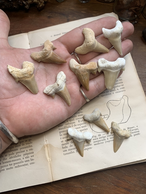 Dentes de Otodus obliquus Sortidos tamanho médio