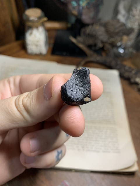 Tectito Vietnamito - REF 014