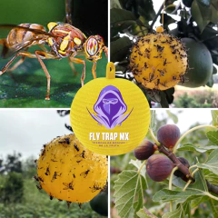 TRAMPAS DESECHABLES PEGAJOSAS PARA INSECTOS VOLADORES 50 pzas - comprar en línea
