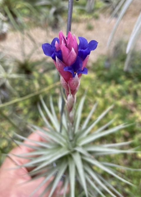 Tillandsia aeranthus ´Meca´