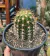 Trichocereus Huascha (Cacto Tocha Vermelha) - pote 11 - como na segunda foto - comprar online
