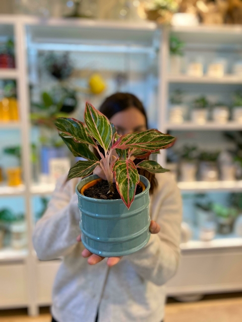 Aglaonema Ruby - comprar online