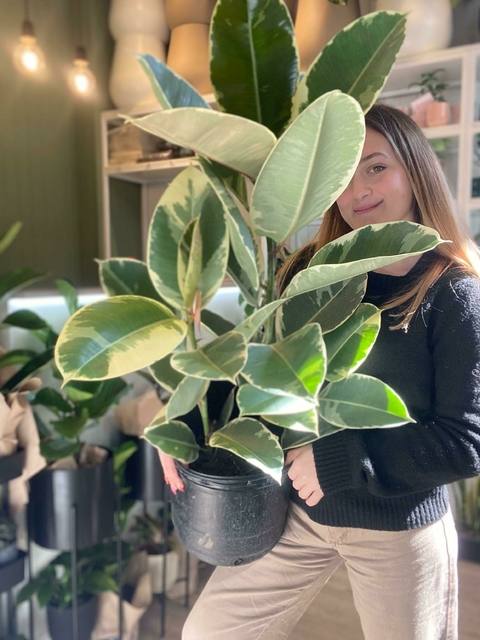 Ficus elástica triple - comprar online