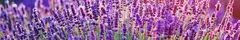 Banner da categoria Lavender Dyed