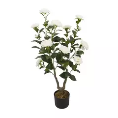 PLANTA ROSA BLANCA 90cm