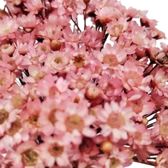 Sempre Viva Flor Seca - Talento Artes