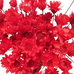 Sempre Viva Flor Seca - comprar online