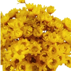 Sempre Viva Flor Seca