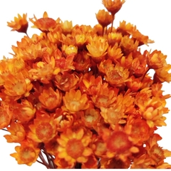 Sempre Viva Flor Seca na internet