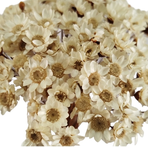 Sempre Viva Flor Seca