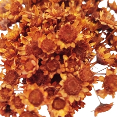 Sempre Viva Flor Seca na internet