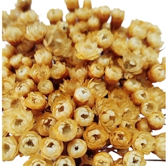 Sempre Viva Flor Seca - comprar online