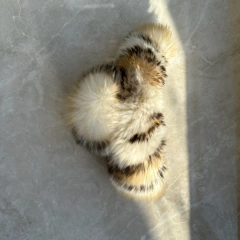 Presilha de Cabelo Fofuda Pelúcia Fofa na internet