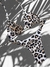 Bikini Cortininha com Calcinha Regulável Onça - comprar online