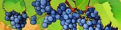 Banner da categoria Dolcetto