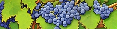 Banner da categoria Carignan