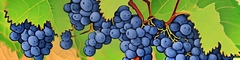 Banner da categoria Cinsault