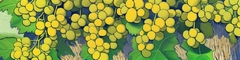 Banner da categoria Chenin Blanc