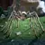 Aranha decoração de halloween suprimentos para casa ao ar livre quintal/jardim decoração casa assombrada aranha dia dos mortos adereços gritar - loja online