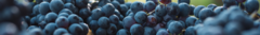 Banner da categoria Cabernet Franc