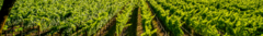 Banner da categoria Estados Unidos