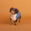 Roupa pet fleece dachshund NAVY - comprar online