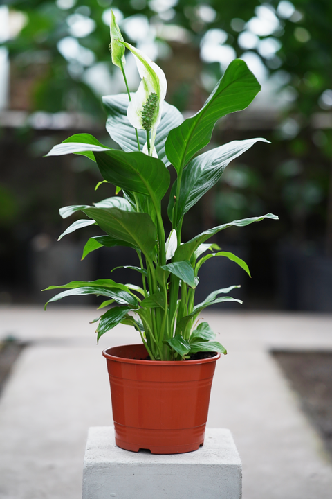 Spathiphyllum Wallisii - comprar online