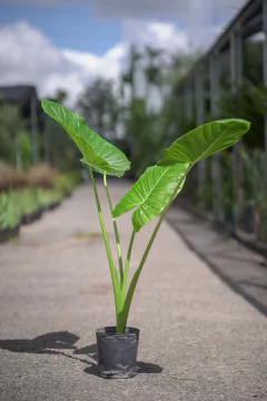 Alocasia Odora (Oreja de Elefante) - comprar online