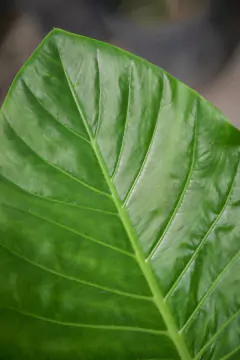 Alocasia Odora (Oreja de Elefante) en internet