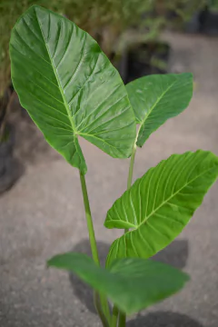 Alocasia Odora (Oreja de Elefante) - Viveros El Botánico