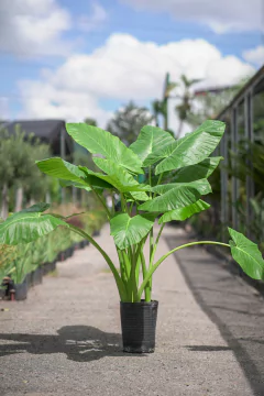 Alocasia Odora (Oreja de Elefante) - tienda online