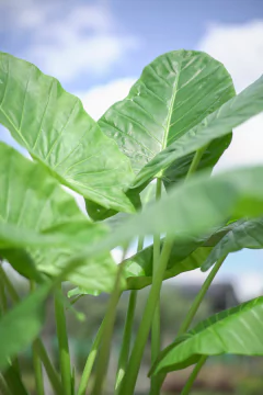 Alocasia Odora (Oreja de Elefante)