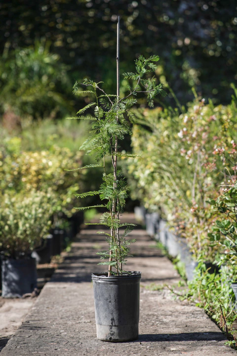 Vachellia (Aroma Tusca) - comprar online