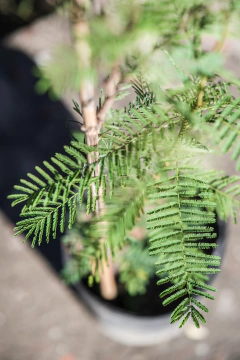Vachellia (Aroma Tusca) en internet