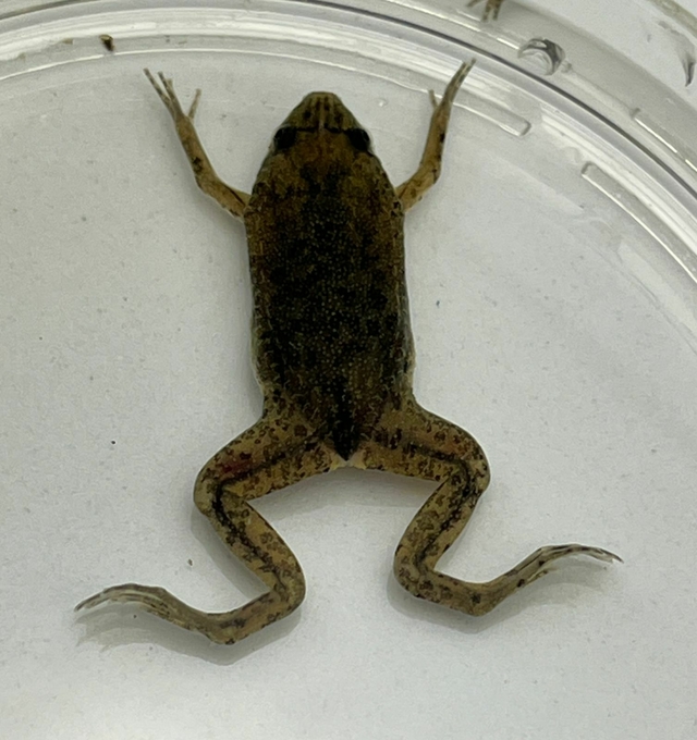 Sapo pipa (Pipa carvalhoi) Pipacav 6483