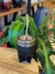 Mate Imperial virola lisa - comprar online